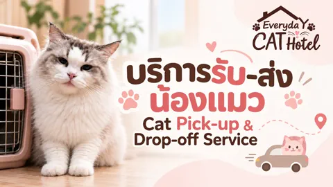 บริการรับ–ส่งน้องแมว Everyday Cat Hotel